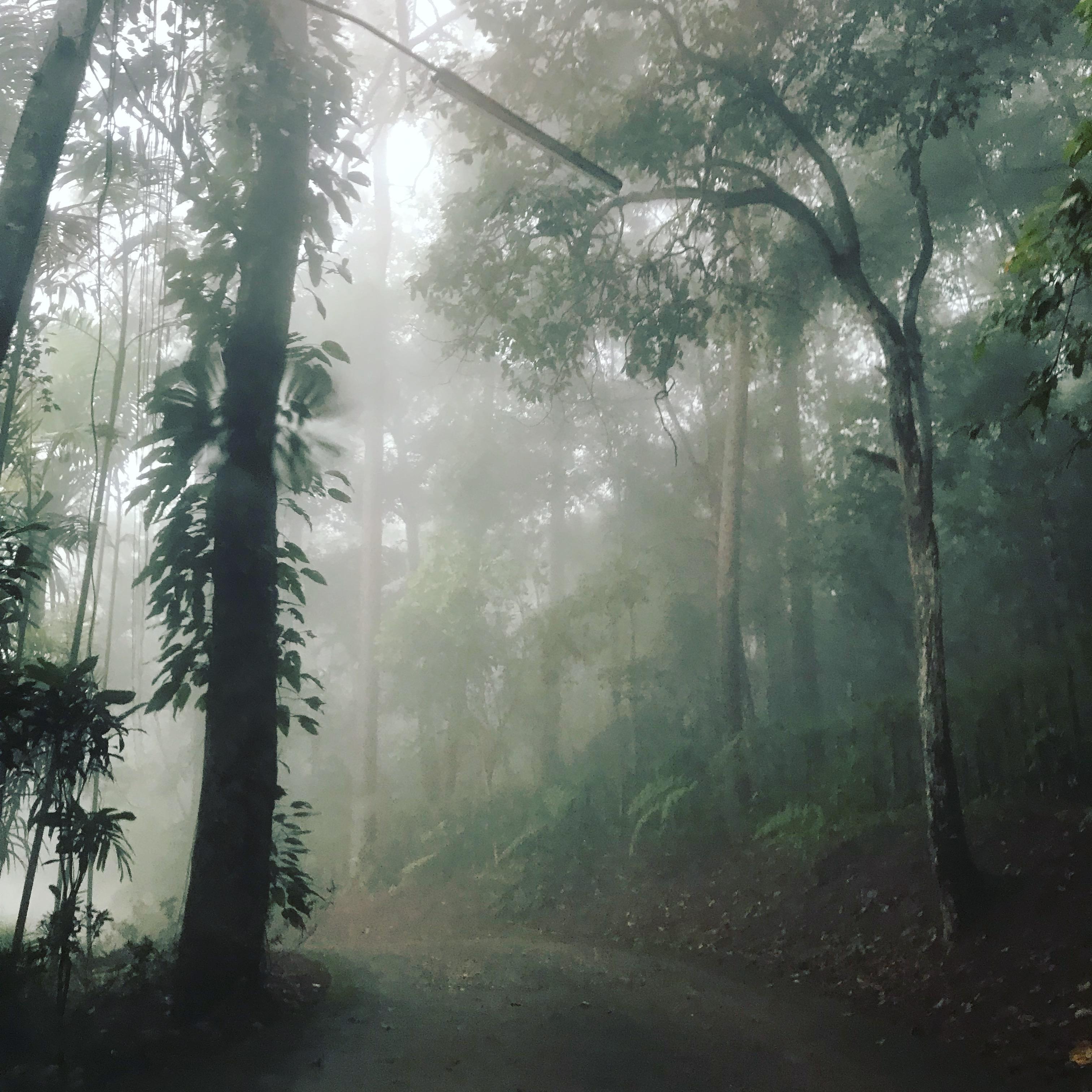 a mist filled road in chiang mai